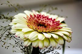 chrysant von Frencis van Run