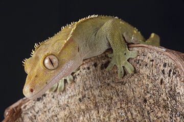 Wimpergekko (Correlophus ciliatus) van Ronald Pol