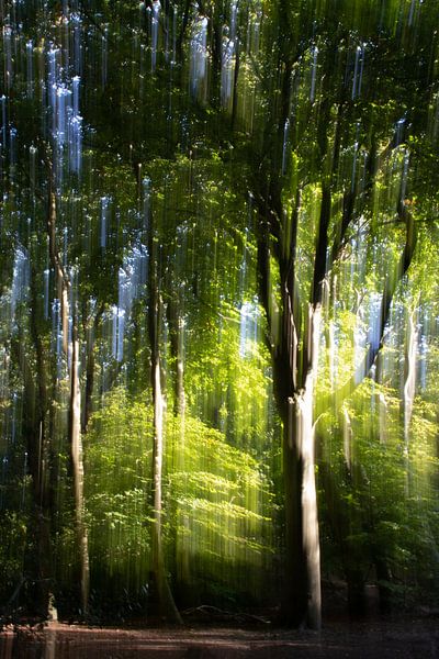 Arbres en mouvement II par Anne-Marie Verlooy
