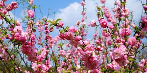 Mandelbaumblüten