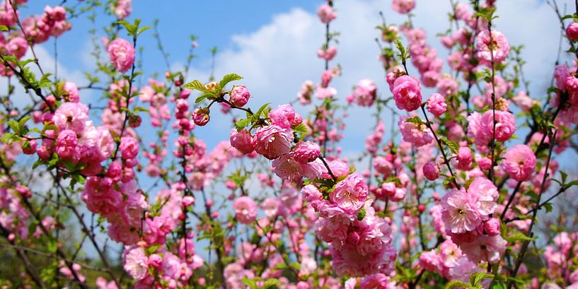 Sakura by Violetta Honkisz