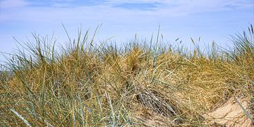 UND DAHINTER DAS MEER von Ullrich Gnoth