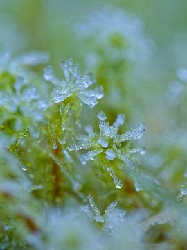 macro photo of ice crystals in nature