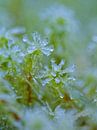 macro photo of ice crystals in nature by BHotography thumbnail