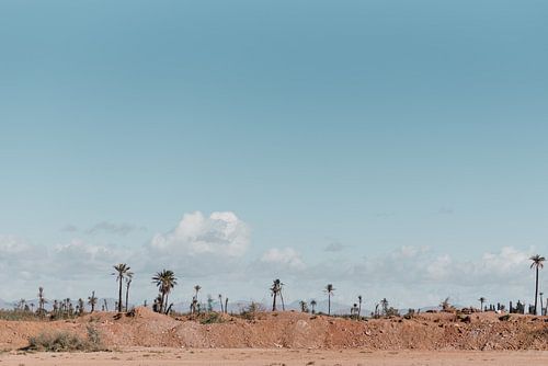 The palm trees | Morocco travel photography