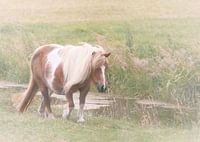 Poney