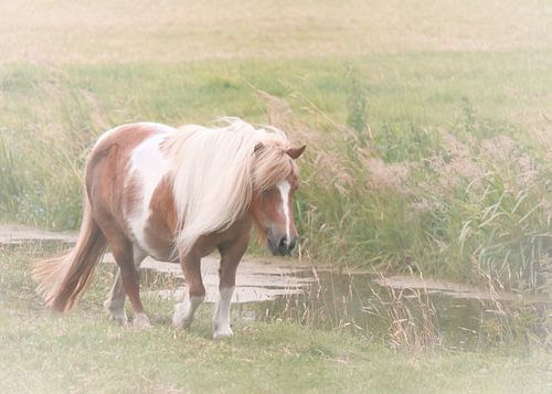 Pony