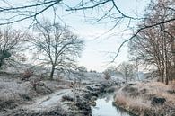 Winterse Wolfheze - Vorst aan de grond - Veluwe, Nederland van Wandeldingen thumbnail