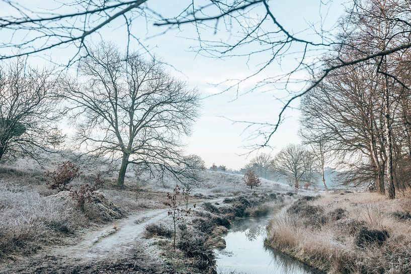 Winterse Wolfheze - Vorst aan de grond - Veluwe, Nederland van Wandeldingen