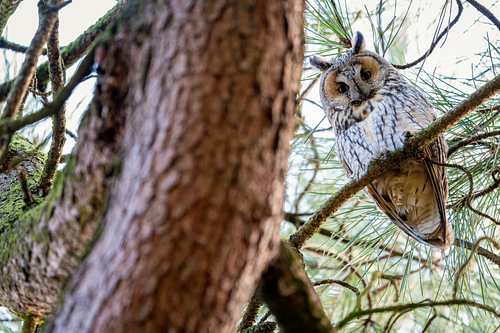 Hibou des marais