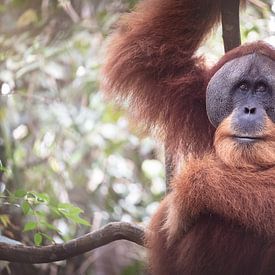 Father orangutan in the jungle of Indonesia, Sumatra. by Made by Voorn