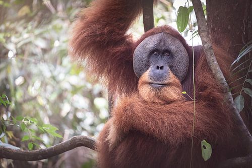 Vader oerangoetan in de jungle van Indonesië, Sumatra.