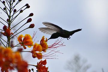 Kolibrie bij de tuterutu van Pieter JF Smit