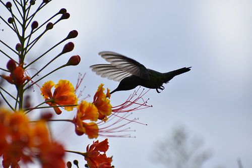 Kolibrie bij de tuterutu