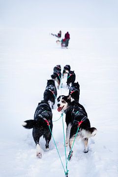 Glance of a sled dog