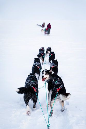 Blik van een sledehond van Martijn Smeets