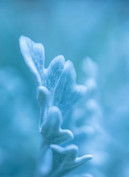 Macro botanisch blauw blad van Sia Windig