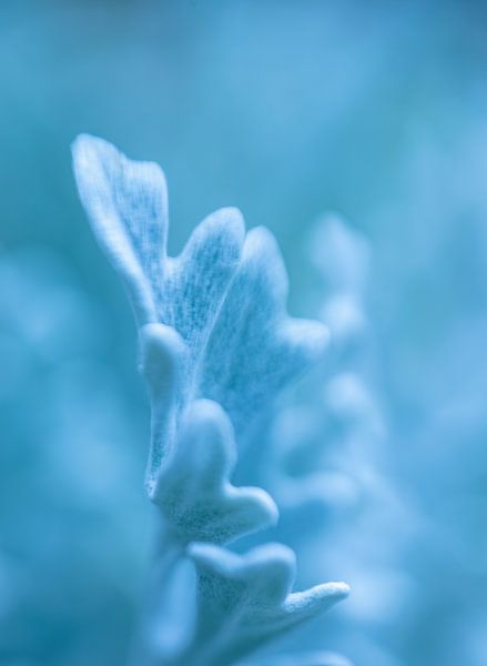 Macro botanique feuille bleue par Sia Windig