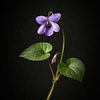 Maarts viooltje, Viola odorata. van Bert Quaedvlieg