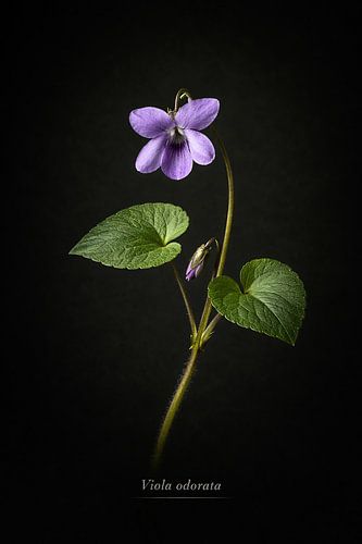 Maarts viooltje, Viola odorata. van Bert Quaedvlieg