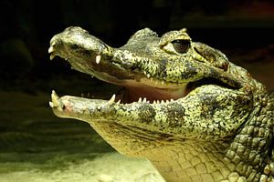 Ein lachendes Krokodil