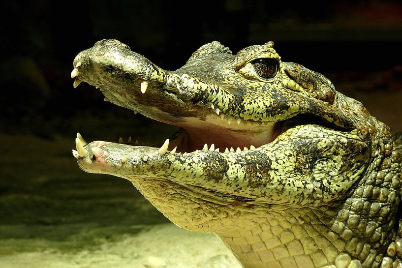 Ein lachendes Krokodil von Rico Ködder