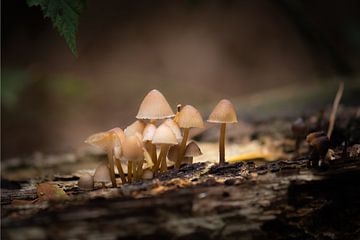 group of fungi by Tania Perneel
