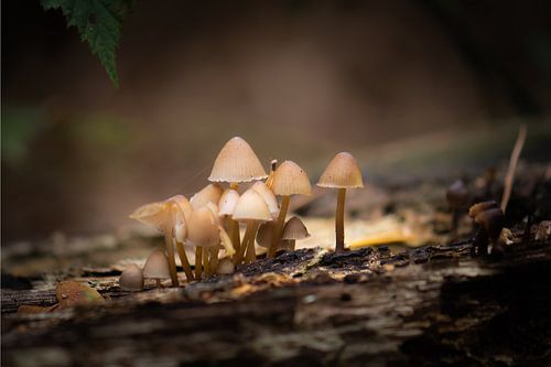 group of fungi