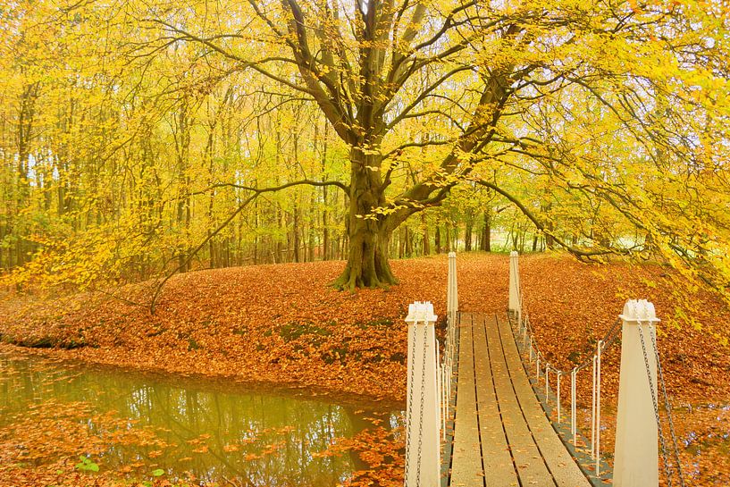 Beech in autumn colours by Michel van Kooten