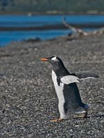 Ezelspinguin