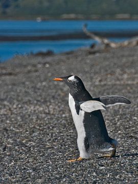 Gentoo penguin by Brenda Gonzalez