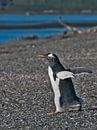 Gentoo penguin von Brenda Gonzalez Miniaturansicht