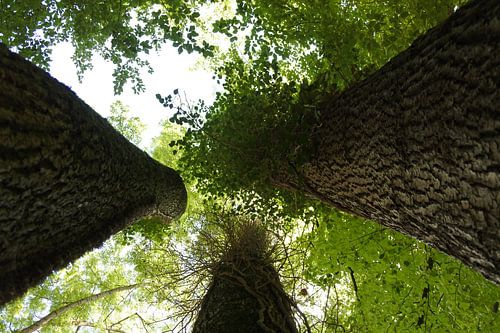 De drie bomen