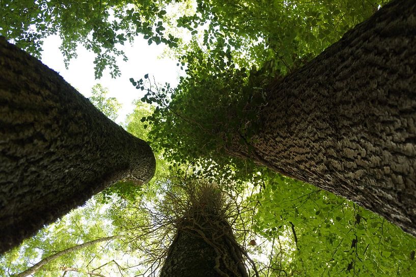 The three trees by Christoph Leimer