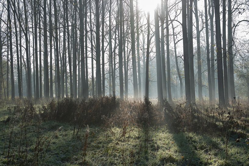 Through the trees by Jasmine De Groot