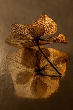 Nature morte dorée avec des fleurs : Le pétale d'hortensia dans la lumière sur Marjolijn van den Berg