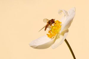 Zweefvlieg op bloem