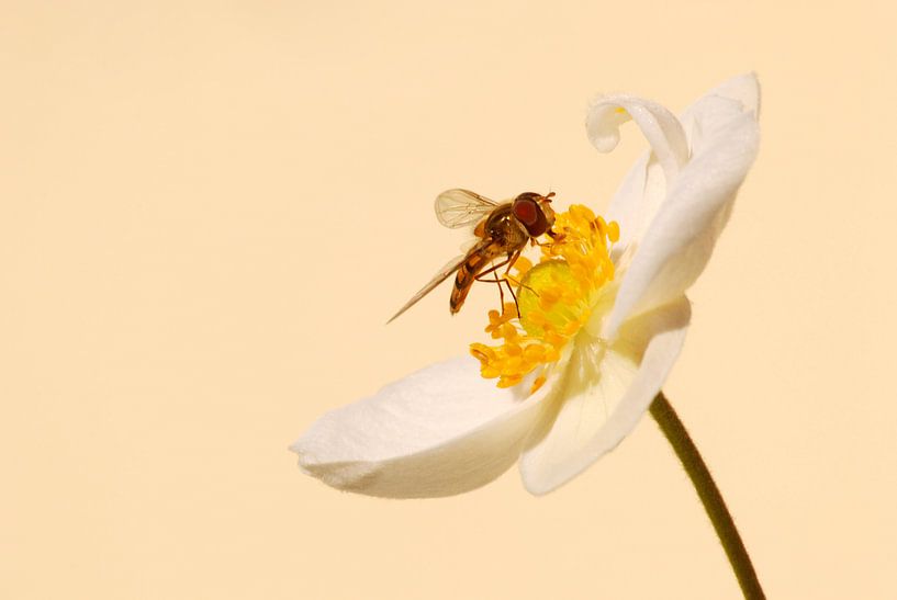 Zweefvlieg op bloem van Margreet Frowijn