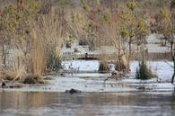 Ijsvogel van Hovers photography thumbnail