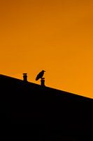 silhouette, oiseau