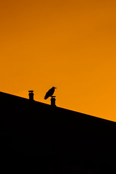 silhouette, oiseau