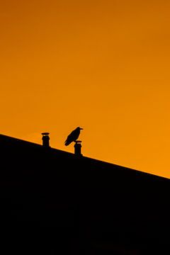 Silhouet, vogel van Nynke Altenburg