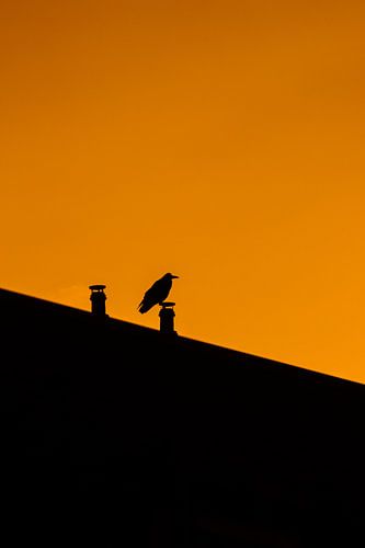 silhouette, oiseau