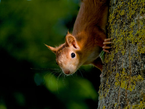 A squirrel in a walnut tree