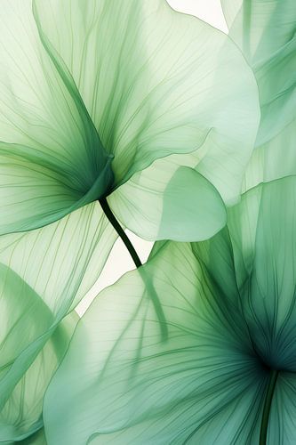 Bloemendans Botanica