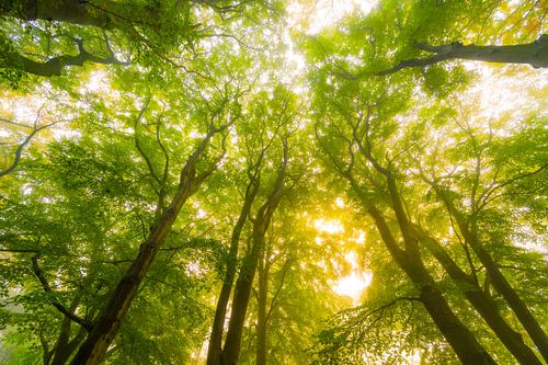 Sfeervol bos in de herfst met mist in de lucht