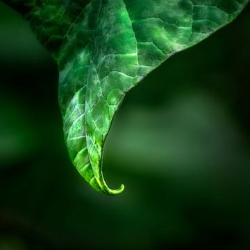 Another variation in green