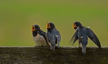 Bedelende jonge zwaluwen