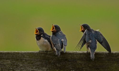 Bedelende jonge zwaluwen