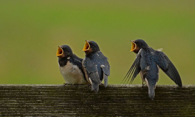 Bedelende jonge zwaluwen by Matthias Erkelens